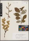 Foto von Salix caprea L.